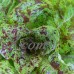 Freckles Romaine Lettuce Garden Seeds - 4 Oz - Non-GMO, Vegetable Gardening Seeds - Salad Greens & Microgreens - Freckled   565498625